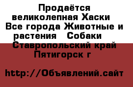 Продаётся великолепная Хаски - Все города Животные и растения » Собаки   . Ставропольский край,Пятигорск г.